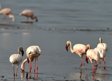 纳库鲁湖国家公园