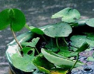 2016年上海黄梅天何时1