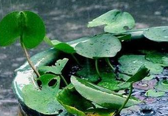 2016年黄梅天是什么时候1