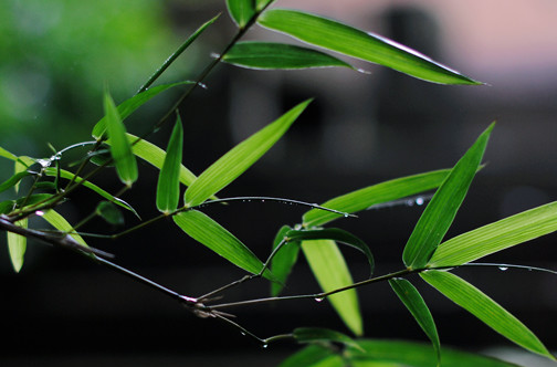 2016上海什么时候出梅1