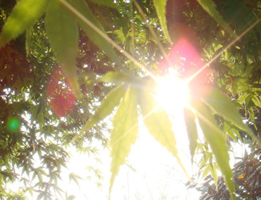 2016初伏是哪天1