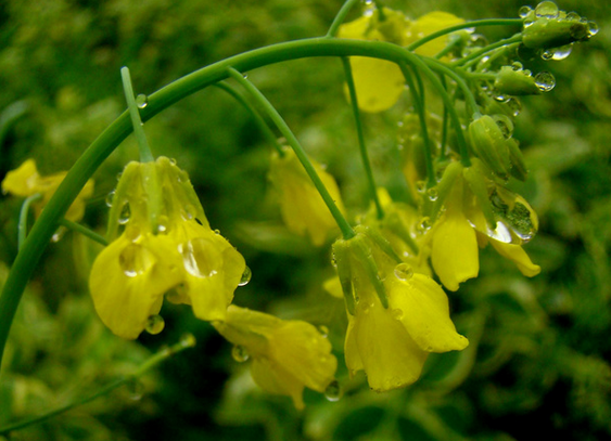2016年上海出梅时间1