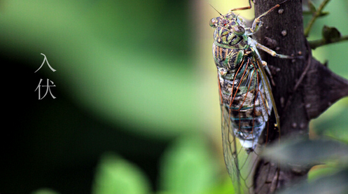 2016年几号入伏1