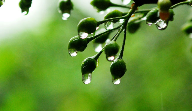 2016年广州梅雨季节持续多久1