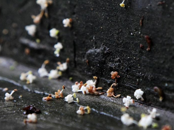 2016年南京入梅时间1