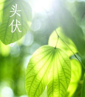 2016头伏是几号1