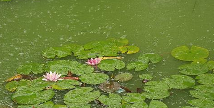 2016年上海几月出梅1