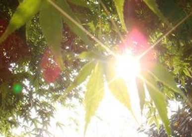 2016年数伏从几号开始1