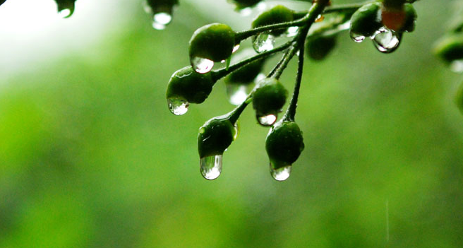 2016安徽的梅雨季节是什么时候1