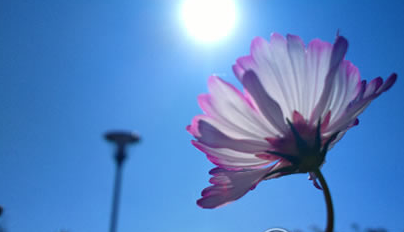 16年中伏多少天1