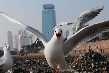 青岛遇天文大潮1