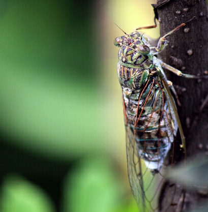 2016几月几号出伏1