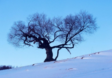 2017年的三九天时间表1