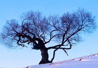 三九天从什么时候开始1