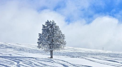 2017年的三九是哪天1