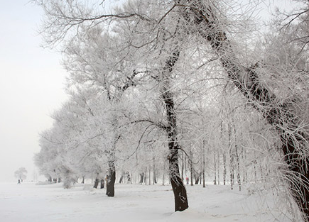 2017年三九天什么时间1