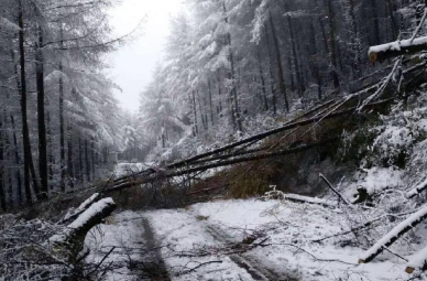 2016年11月9日重庆下雪最新消息1