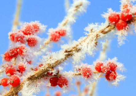 2017三九天什么时间1