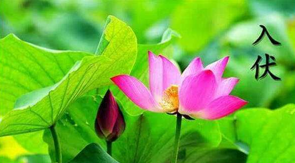 2017年初伏是几月几号1