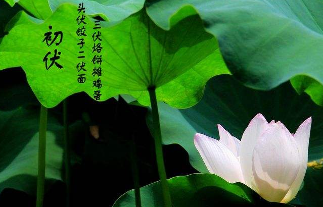 2017头伏是哪一天1