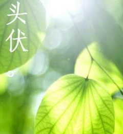 2017年头伏是什么时候1