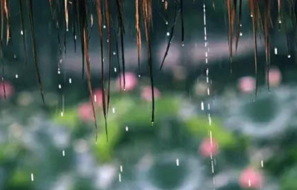 2017年上海什么时候入梅1