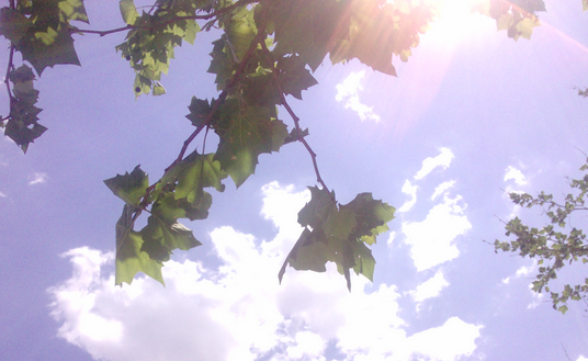 17年什么时候是三伏天1