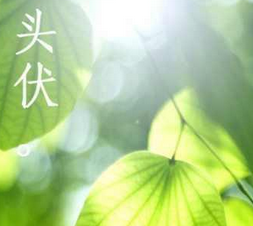 2017年头伏什么时候开始1