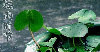 2017年梅雨季节时间是什么时候1